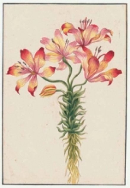 Pasión por las flores. Dibujos de la colección Van Berkhey (eBook)